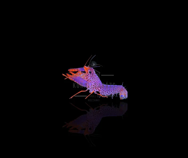 Enoplometopus Daumi